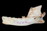 Oligocene Fossil Hemicyonine Bear (Cephalogale) Jaw - France #154983-1